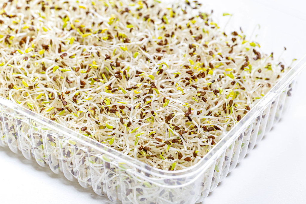Alfalfa Sprouts: Nutritious