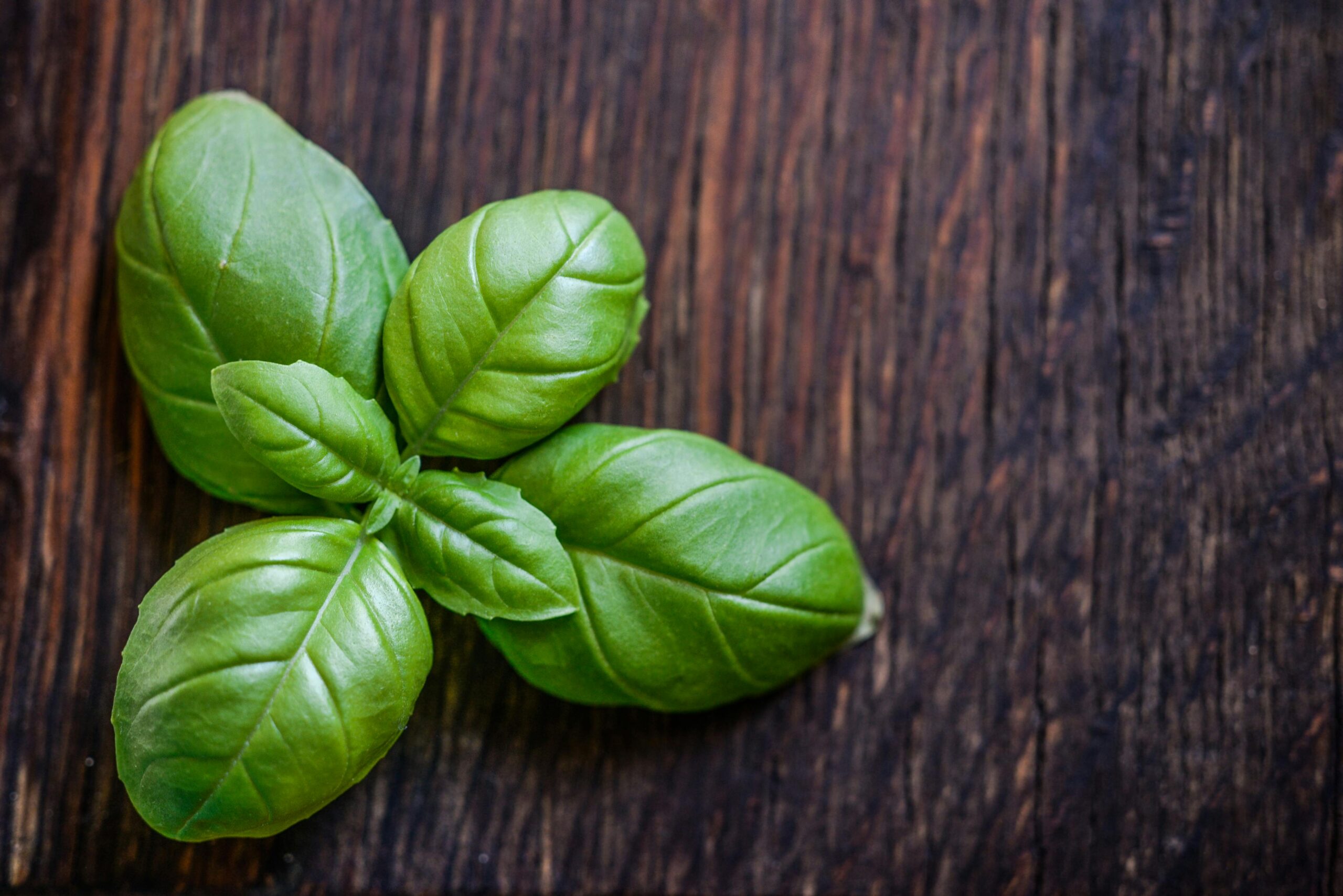 Basil: Antimicrobial Effects
