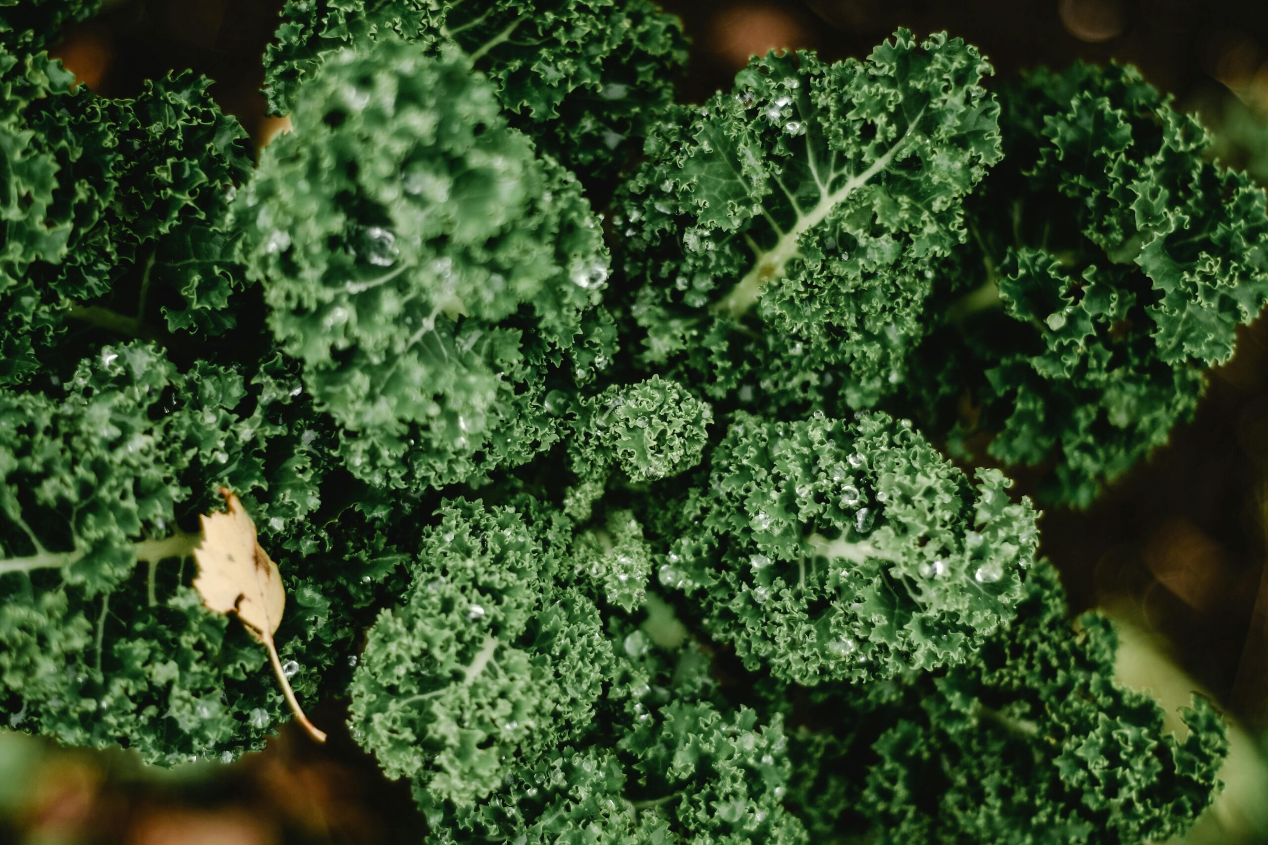 Kale: Wonder Food